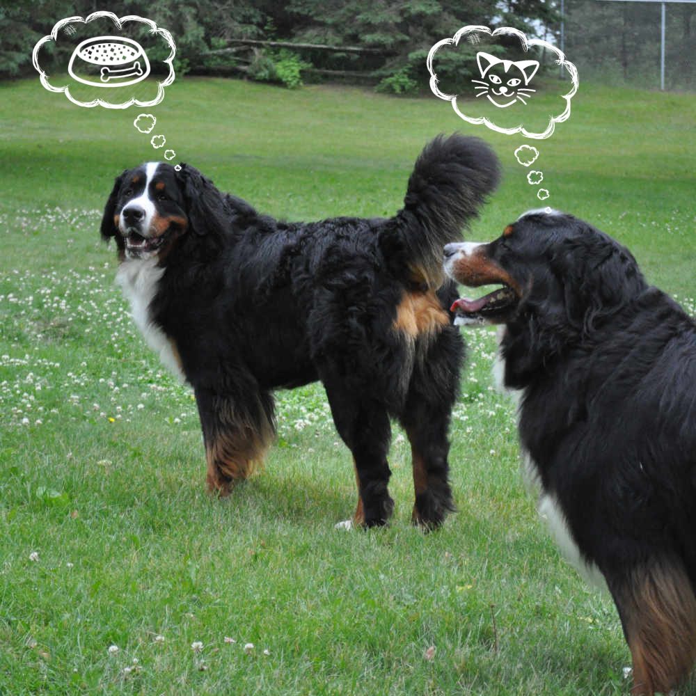 Bernesethoughts